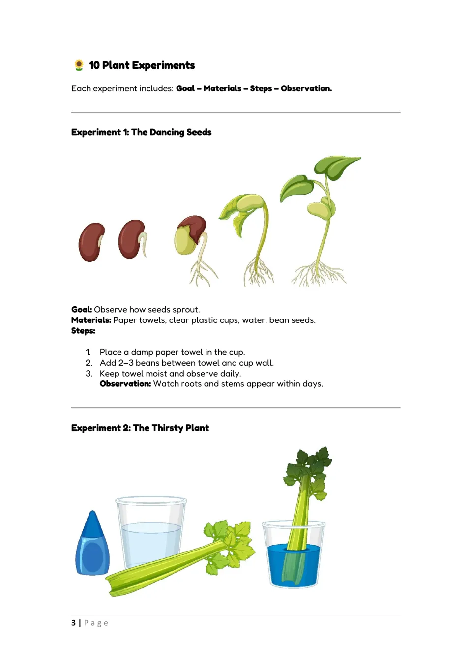 Seed sprouting and celery water uptake: steps for the Dancing Seeds bean-in-cup test and the start of The Thirsty Plant