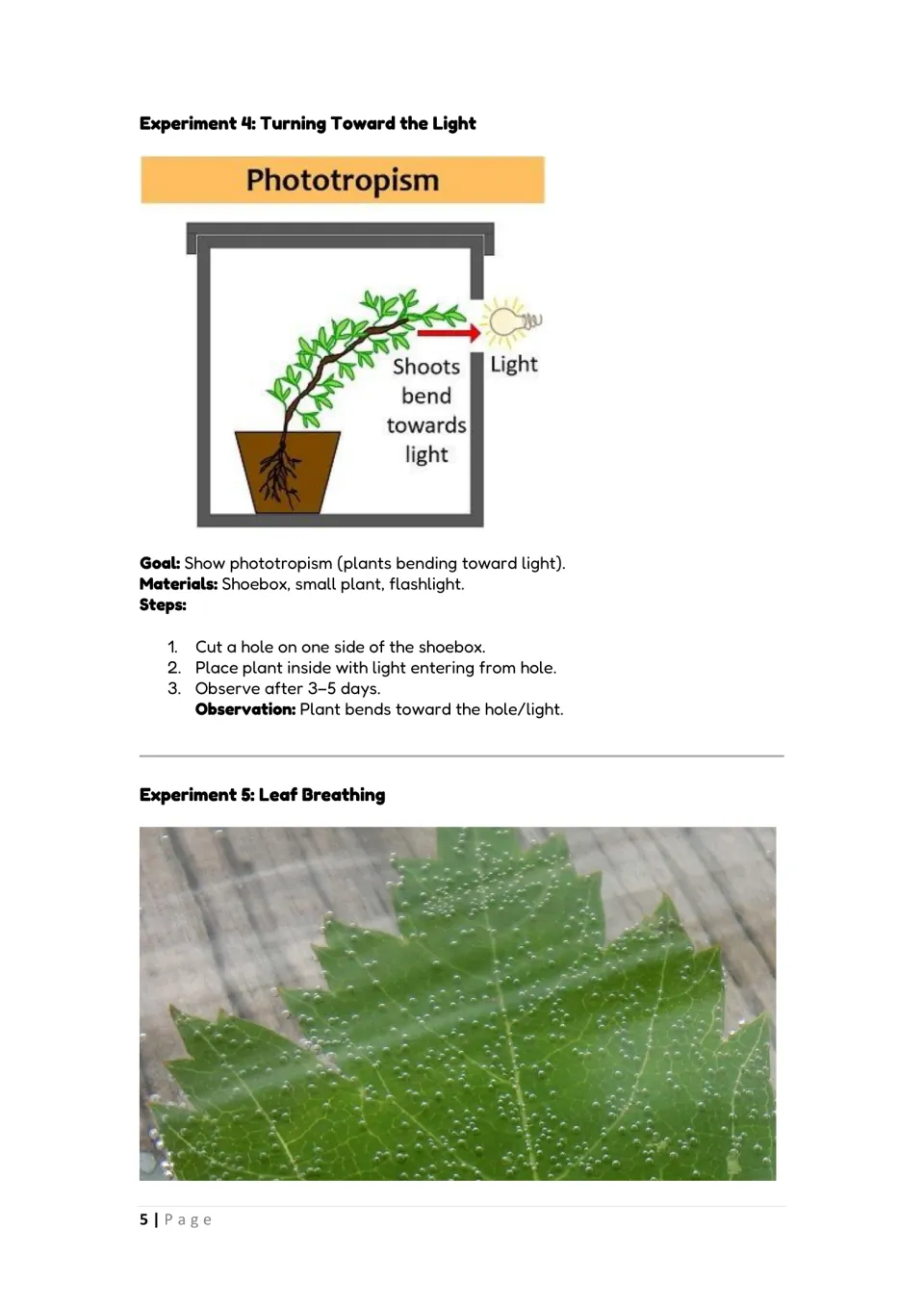 Phototropism and leaf bubbles: shoebox steps for Turning Toward the Light, a labeled diagram, and a Leaf Breathing photo