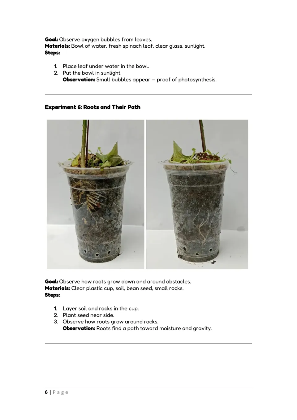Photosynthesis and root growth: spinach leaf in sunlit water, then Roots and Their Path with a bean seed among rocks