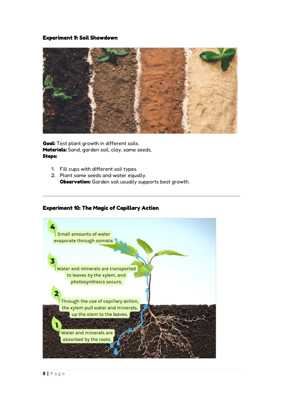 Soil and capillary action: Soil Showdown grows seeds in sand, garden soil and clay; diagram of water rising in a plant