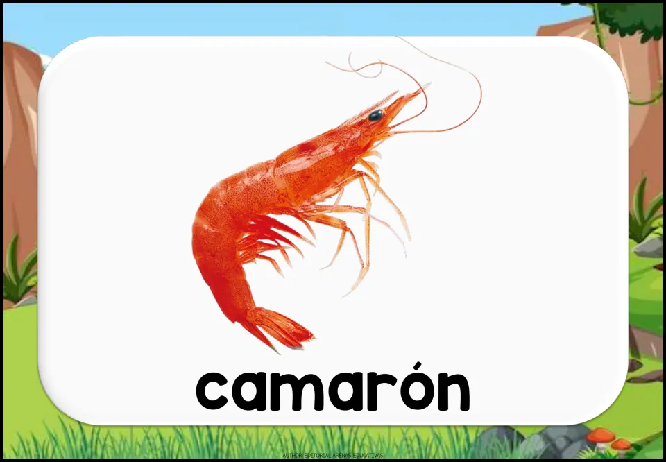 Spanish aquatic animal vocabulary flashcard showing a shrimp and the lowercase label 'camarón' (shrimp)