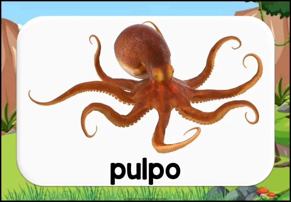 Spanish aquatic animal vocabulary flashcard showing an octopus and the lowercase label 'pulpo' (octopus)