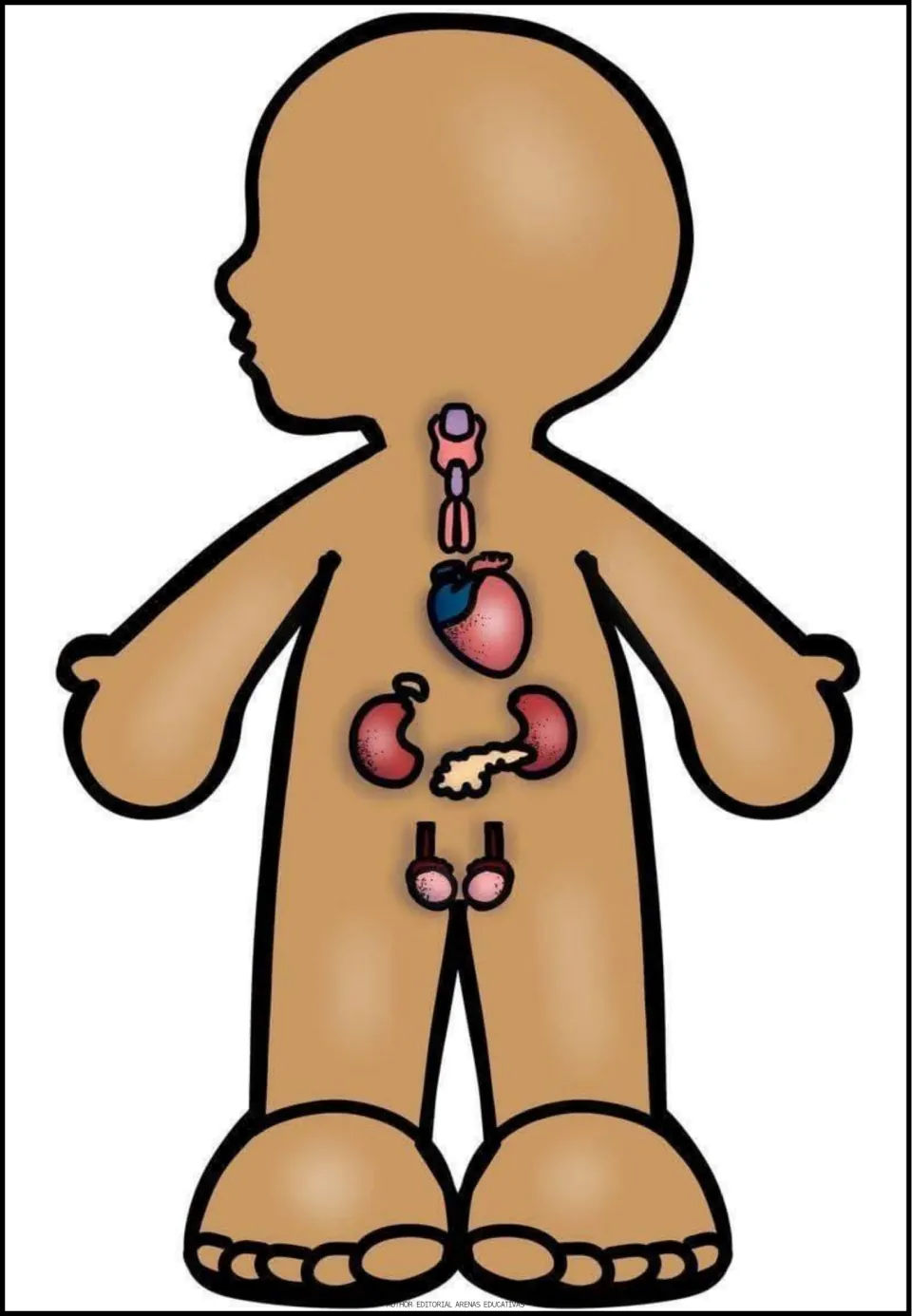 Endocrine system body figure showing the thyroid, heart, adrenal glands on the kidneys, pancreas and reproductive glands
