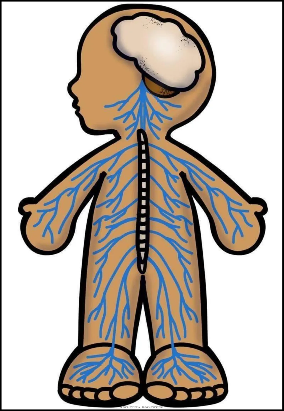 Nervous system body figure showing the brain, spinal cord and blue nerves branching into the arms, legs and feet