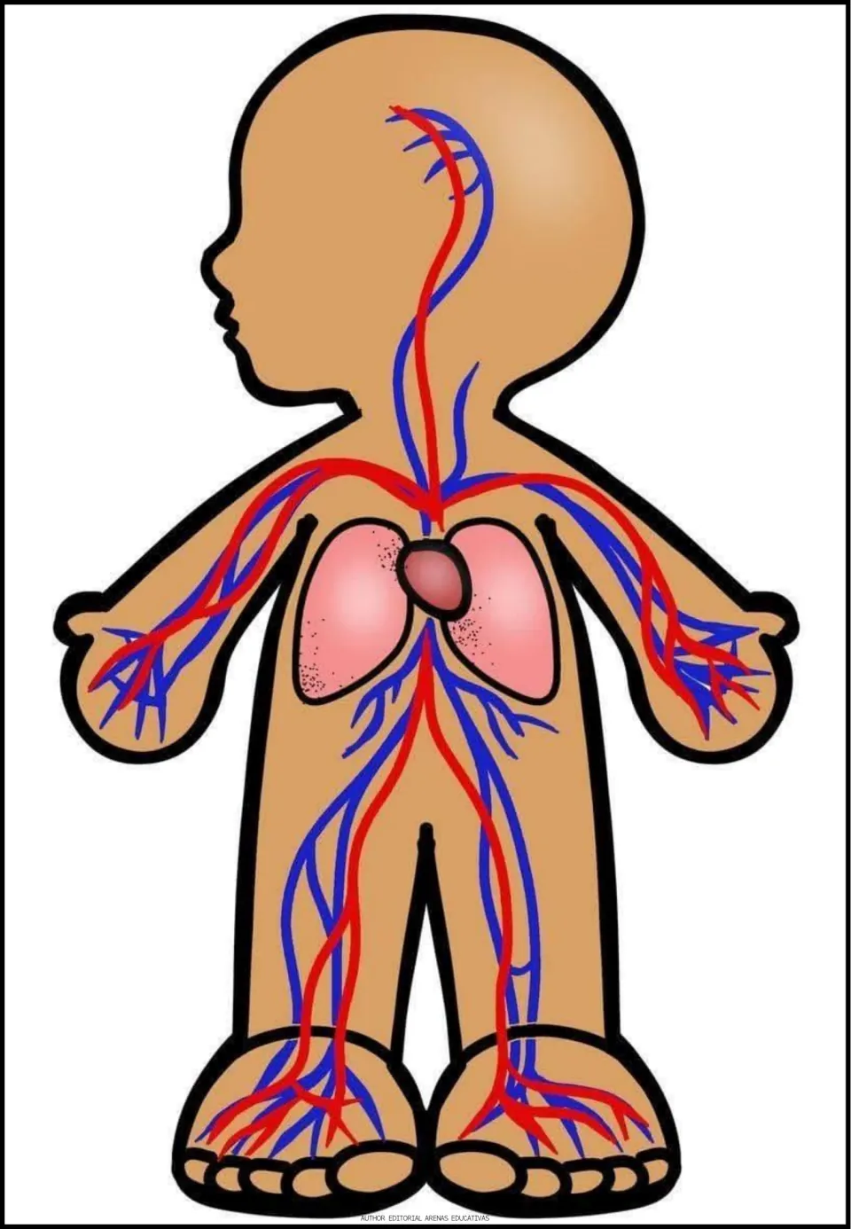 Circulatory system body figure with the heart between the lungs and red arteries and blue veins reaching every limb