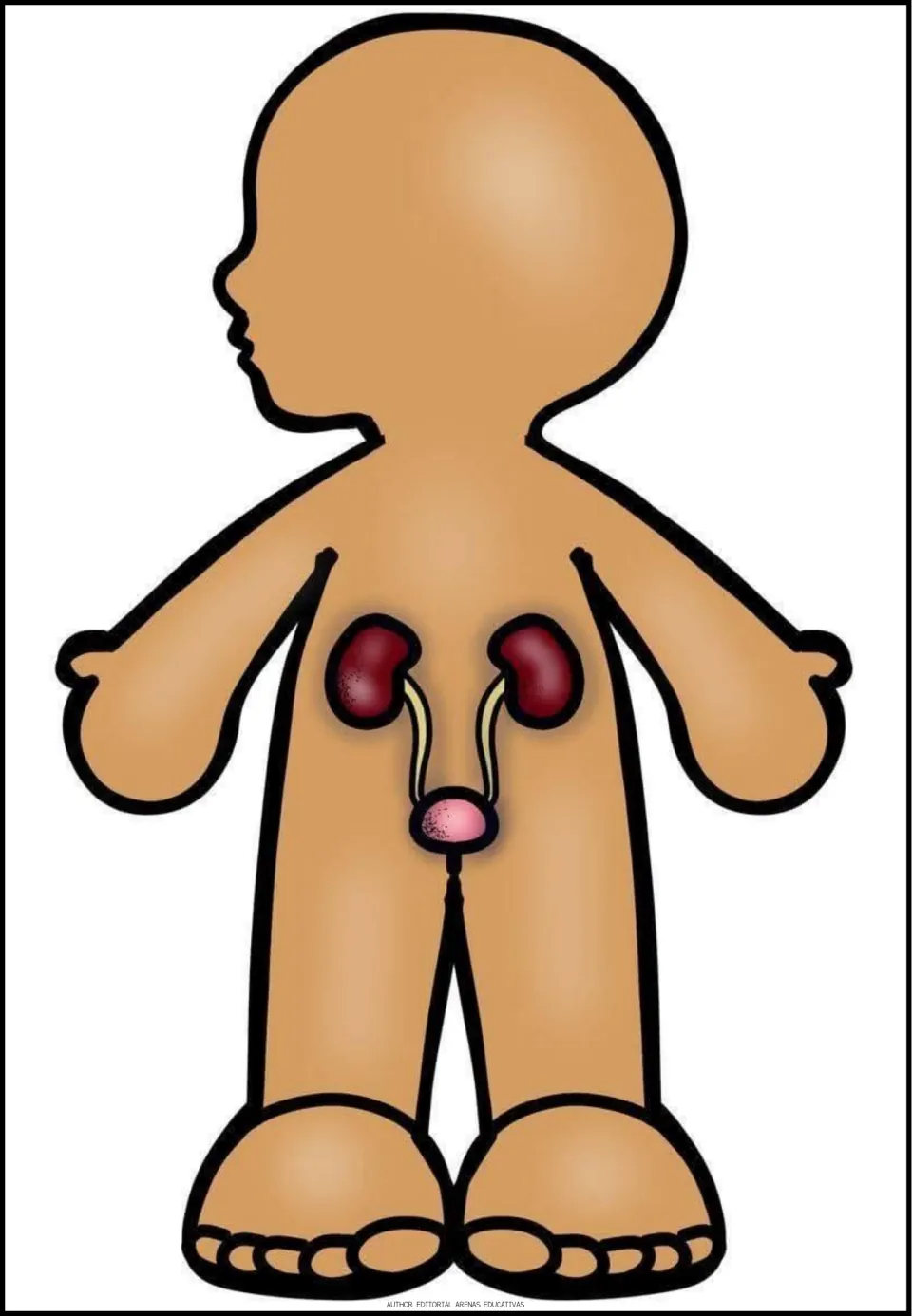 Urinary system body figure showing two kidneys joined by ureters to the bladder in the lower abdomen
