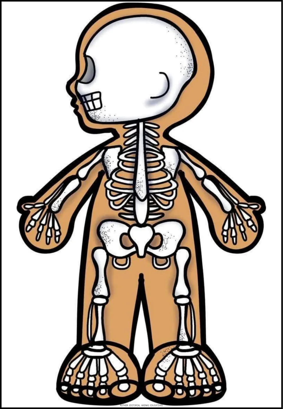 Skeletal system body figure showing the skull, spine, rib cage, pelvis and the bones of the arms, hands, legs and feet