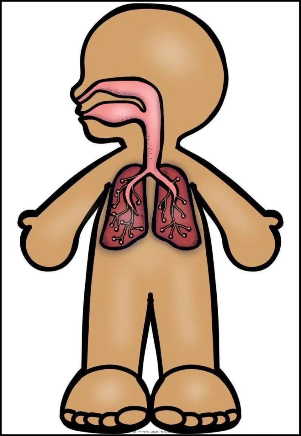 Respiratory system body figure tracing air from the nose and mouth down the trachea into branching bronchi and lungs