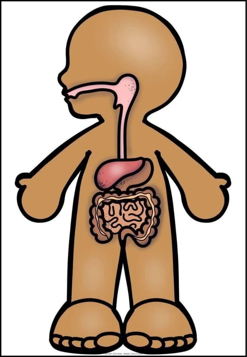 Digestive system body figure showing the mouth, esophagus, stomach and coiled small and large intestines