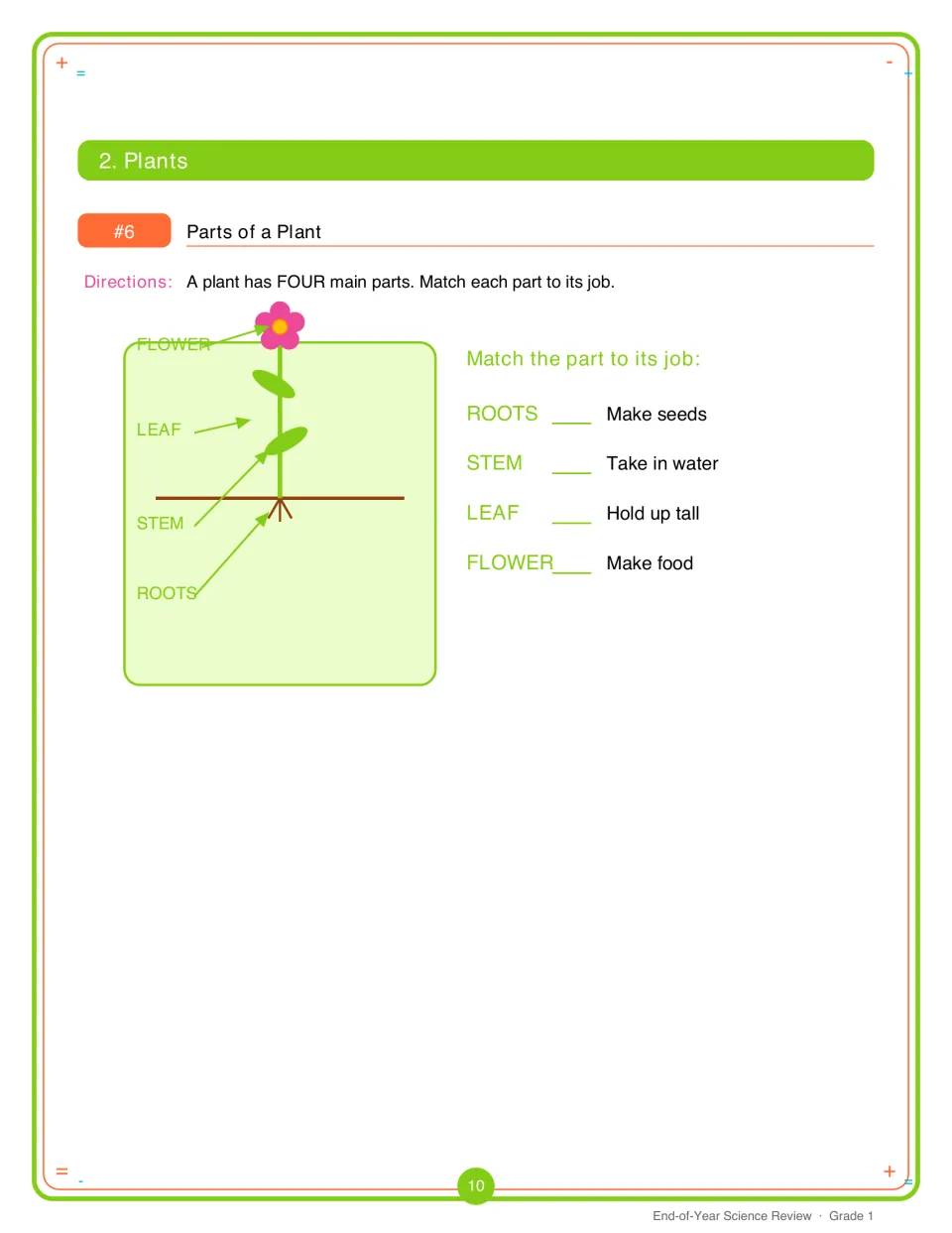 Parts of a Plant: a labeled flower diagram, then students match roots, stem, leaf and flower to the job each part does