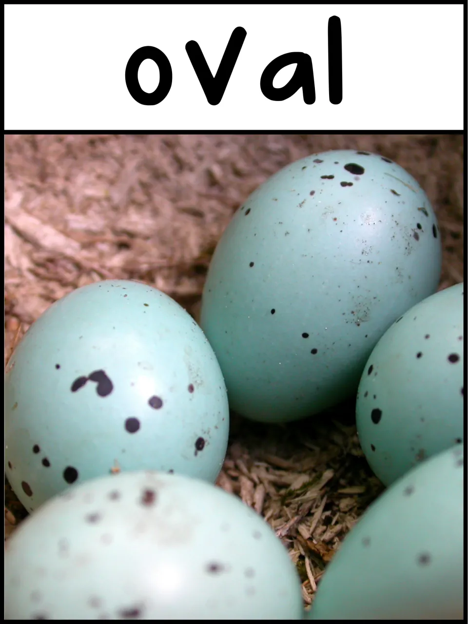 Oval poster of speckled blue bird eggs in a nest for identifying the oval shape in nature