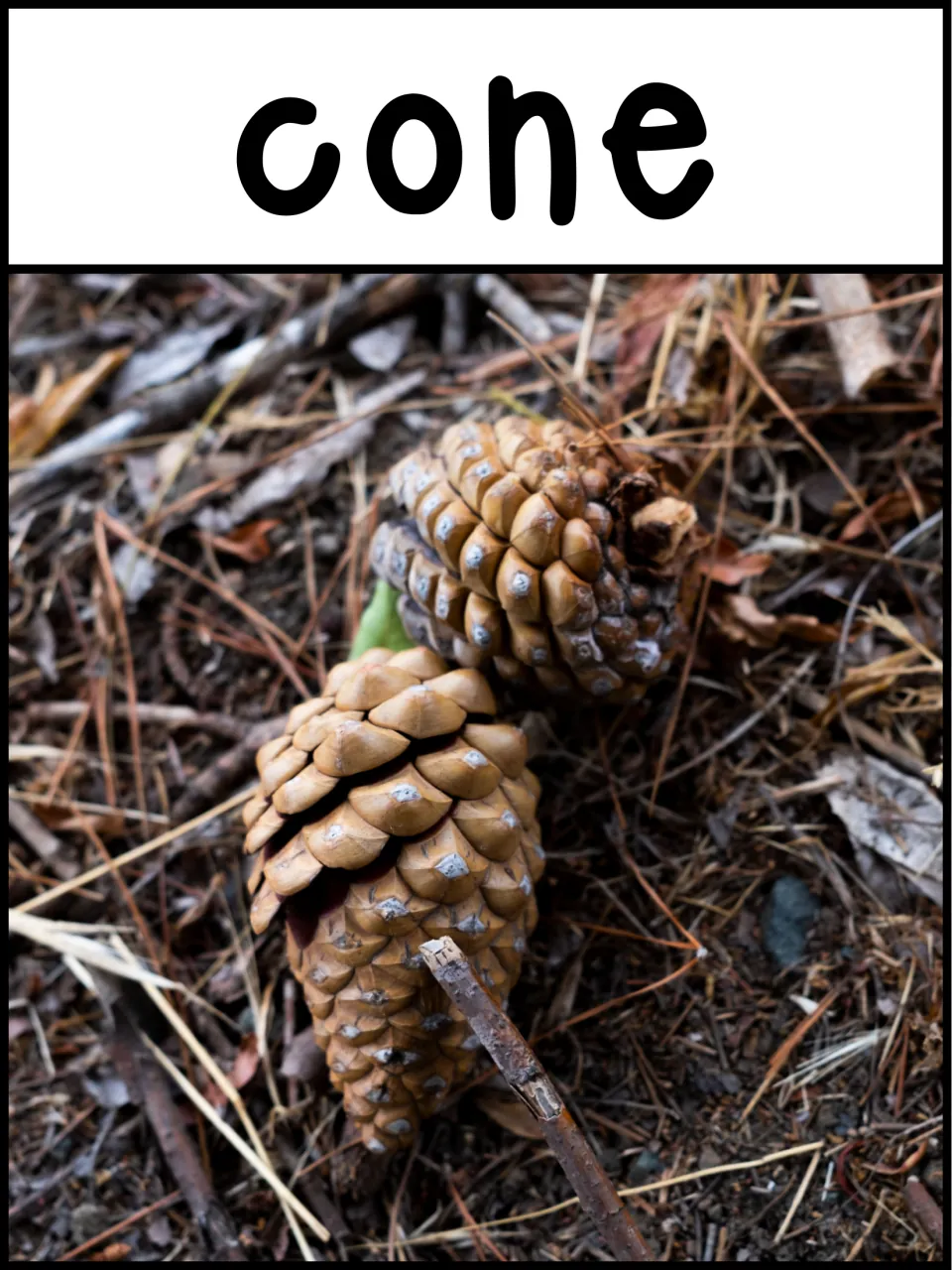 3D shape poster labeled 'cone' showing two pine cones on the ground as a real-life example of the shape