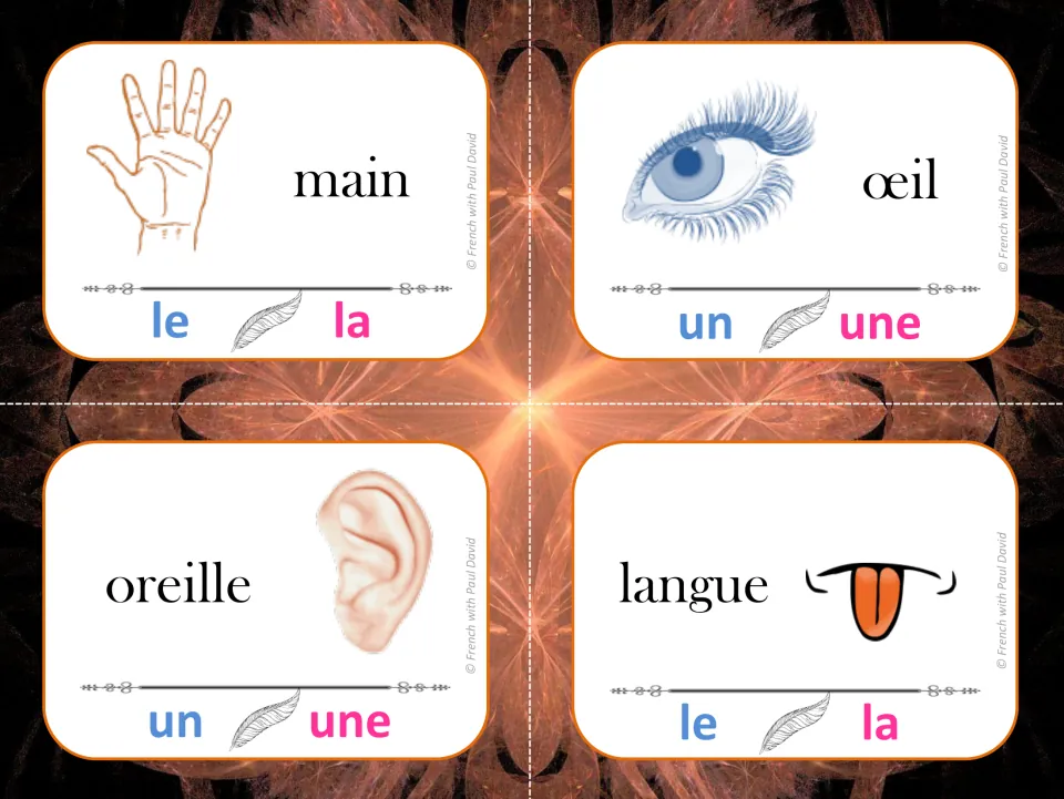 Body part noun gender: students clip le/la or un/une for main, œil, oreille and langue, each with a picture