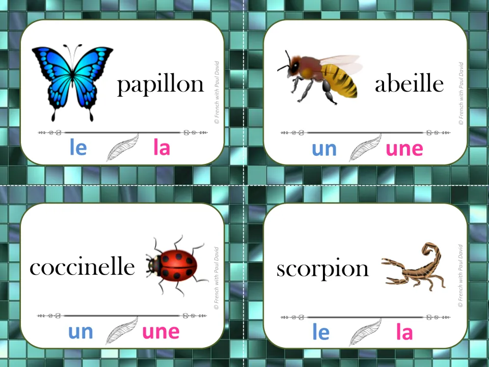Insect noun gender: students clip le or la, un or une on cards for papillon, abeille, coccinelle and scorpion