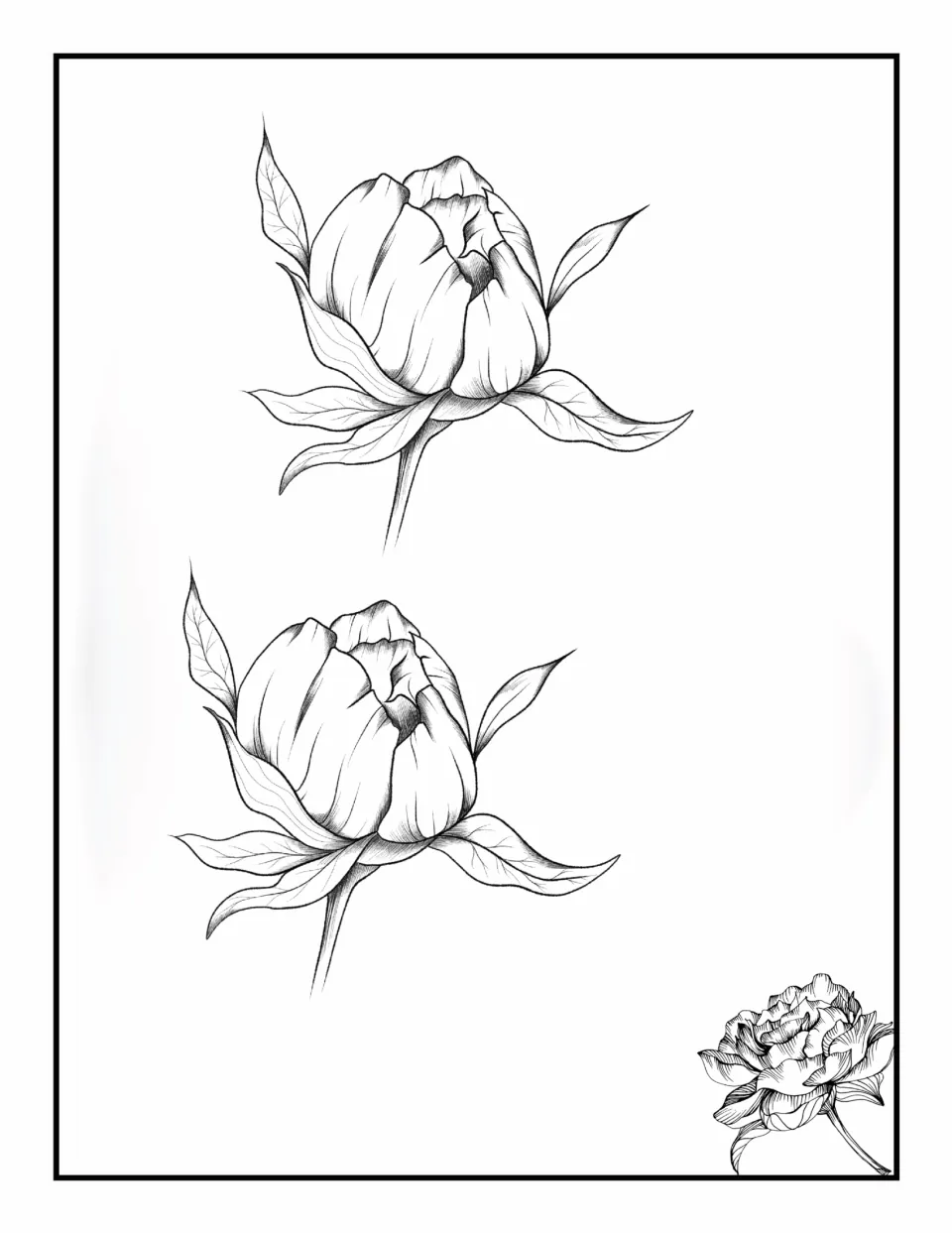 Flower coloring book page 5: two large matching closed buds with pointed leaves and fine petal shading