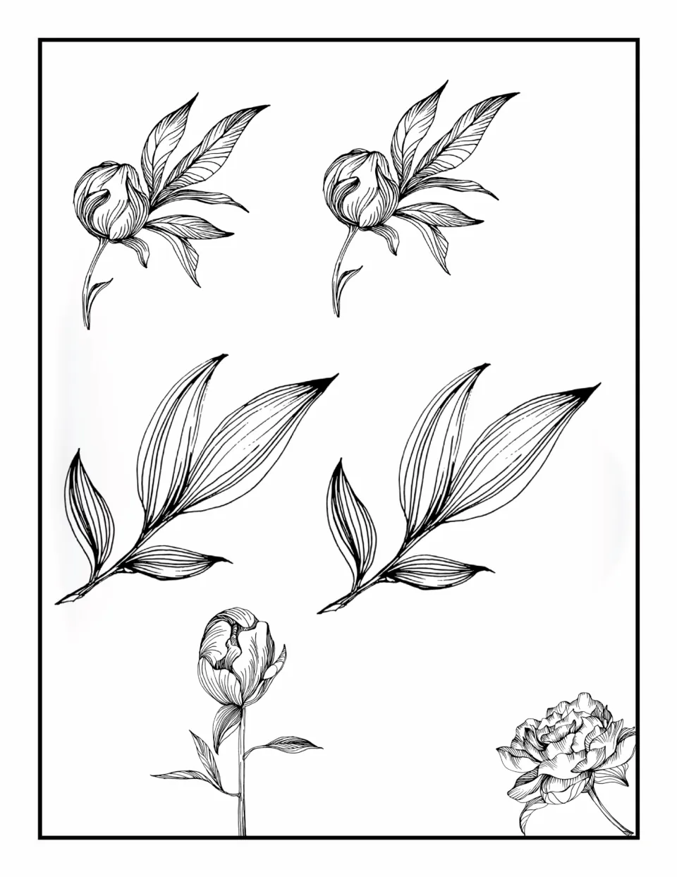 Flower coloring book page 7: two matching leafy buds, two large matching leaf sprigs, and a stemmed bud