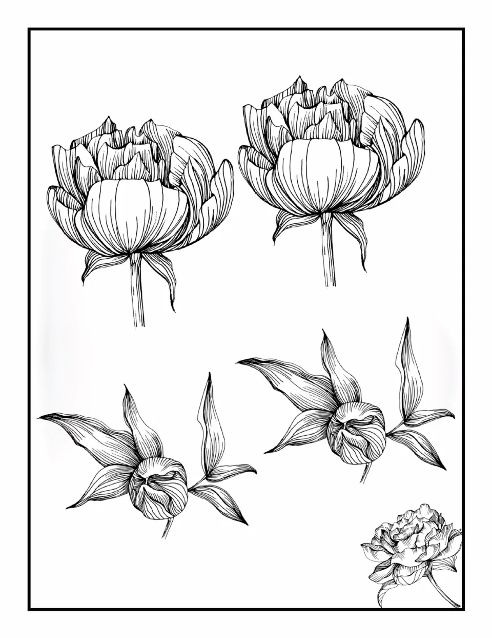 Flower coloring book page 9: two matching cup-shaped blooms on stems and two closed buds with leaves