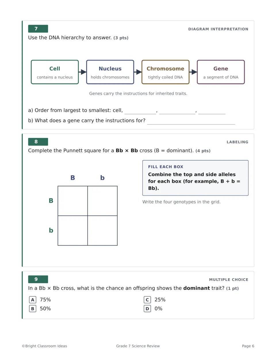 Genetics Q7-9: students order cell, nucleus, chromosome and gene, fill a Bb x Bb Punnett square and find the dominant odds