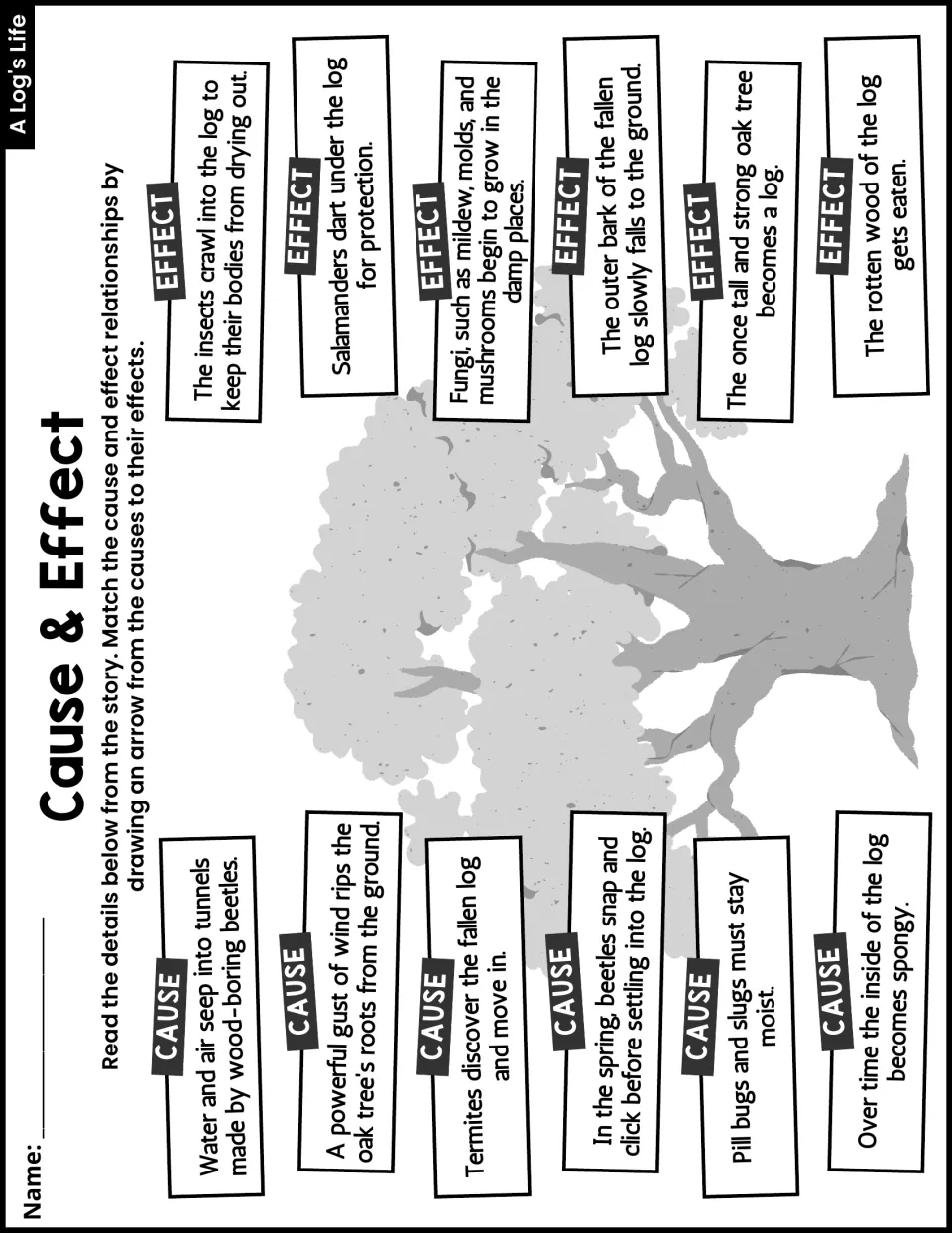 Cause & Effect activity asks students to match six causes and effects about a fallen oak tree and its animals.