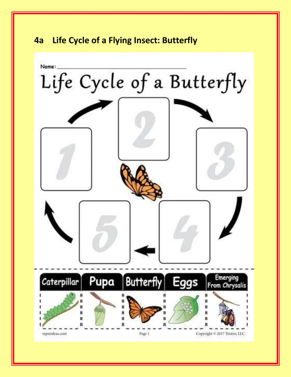 Butterfly life cycle activity has cutouts for eggs, caterpillar, pupa, emerging from chrysalis, and butterfly