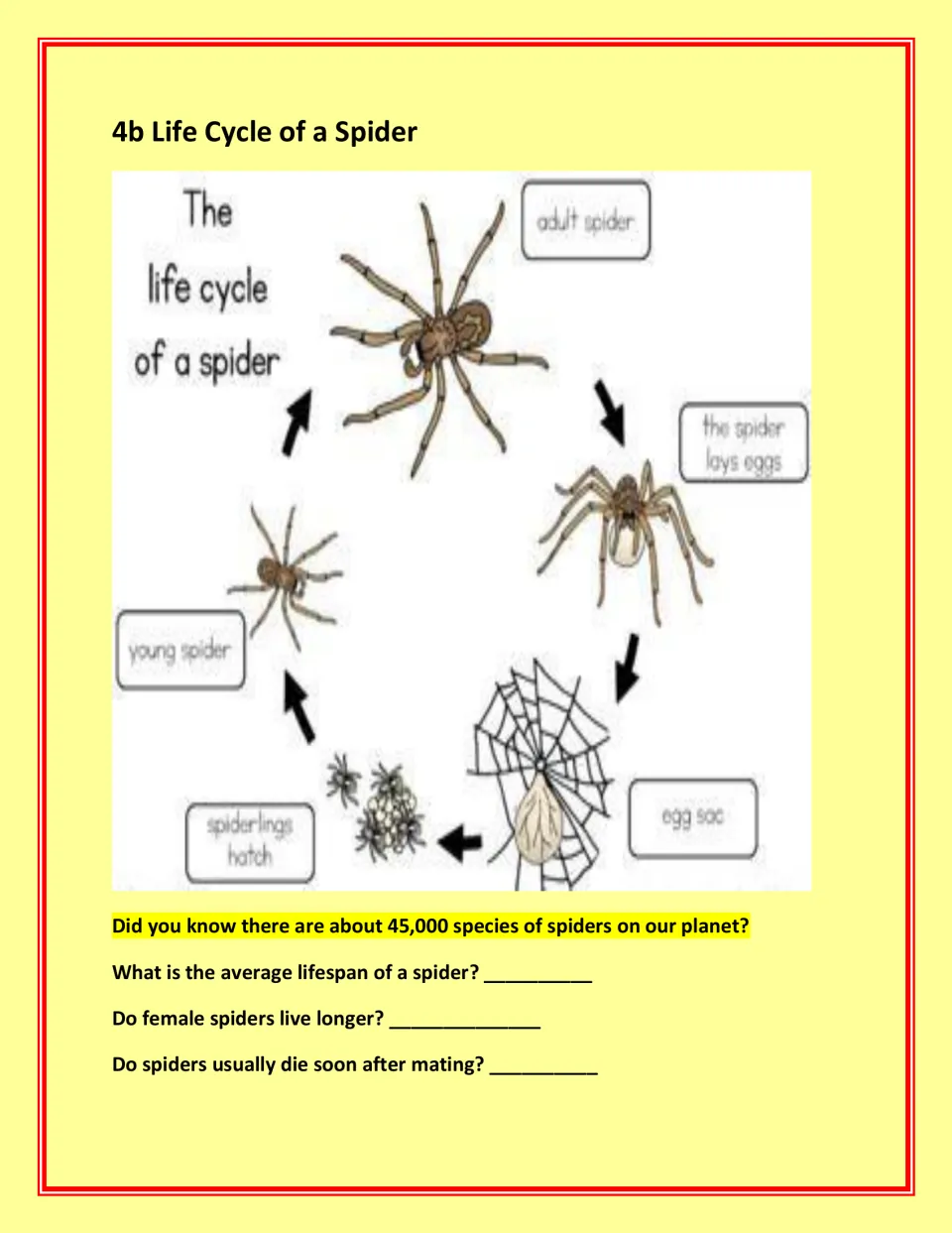 Spider life cycle diagram accompanies questions about average lifespan, female longevity, and mating