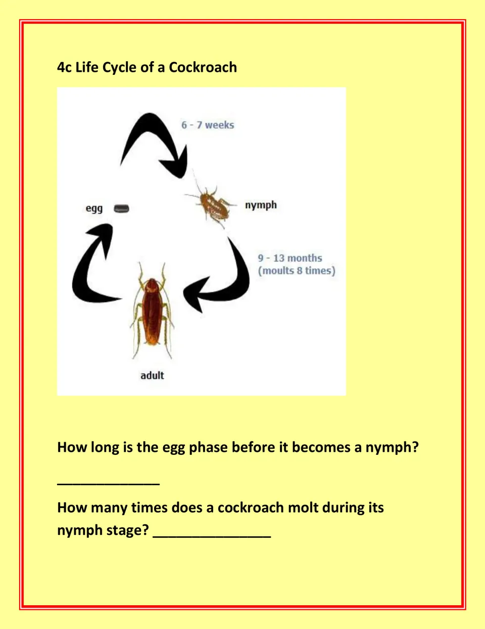 Cockroach life cycle diagram shows egg, nymph, and adult stages, with questions about timing and molting