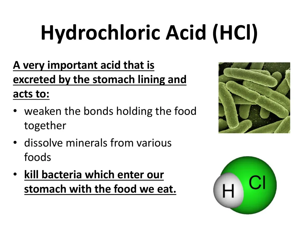 Hydrochloric acid in the stomach: weakens food bonds, dissolves minerals and kills bacteria, with an HCl molecule model