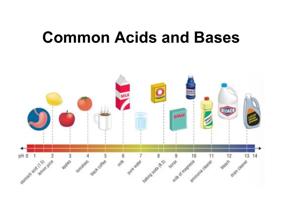 Common acids and bases placed on a pH scale, from stomach acid through milk and pure water to bleach and drain cleaner