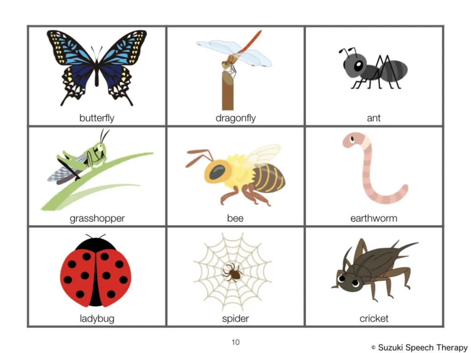 Bug picture cards: butterfly, dragonfly, ant, grasshopper, bee, earthworm, ladybug, spider and cricket for sorting