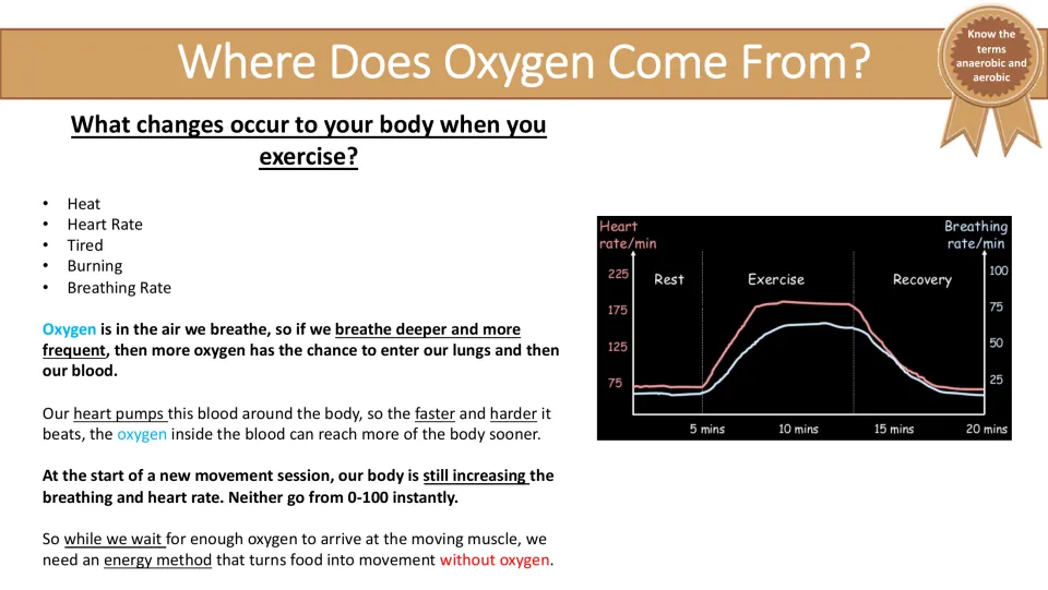 Oxygen delivery slide linking breathing and heart rate to working muscles, with an exercise and recovery graph