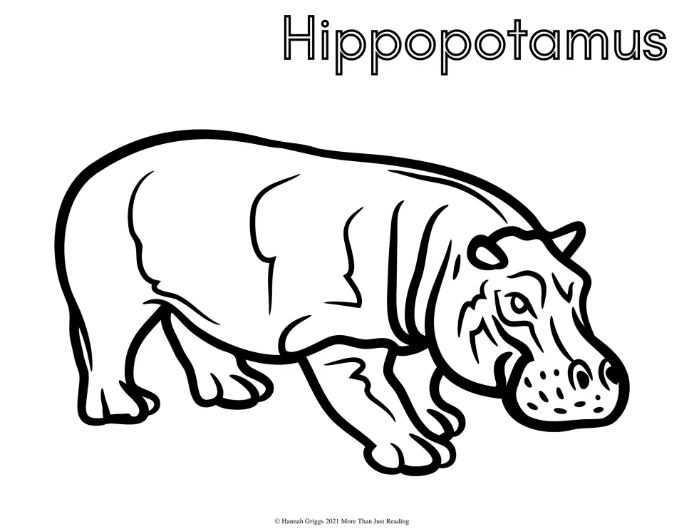 Hippopotamus coloring page: students color a heavy hippo walking with its head lowered, the animal name in hollow letters