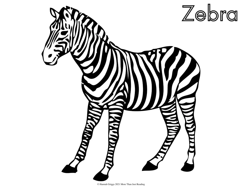Zebra coloring page: a standing zebra drawn with bold black stripes for students to color, its head turned to the side
