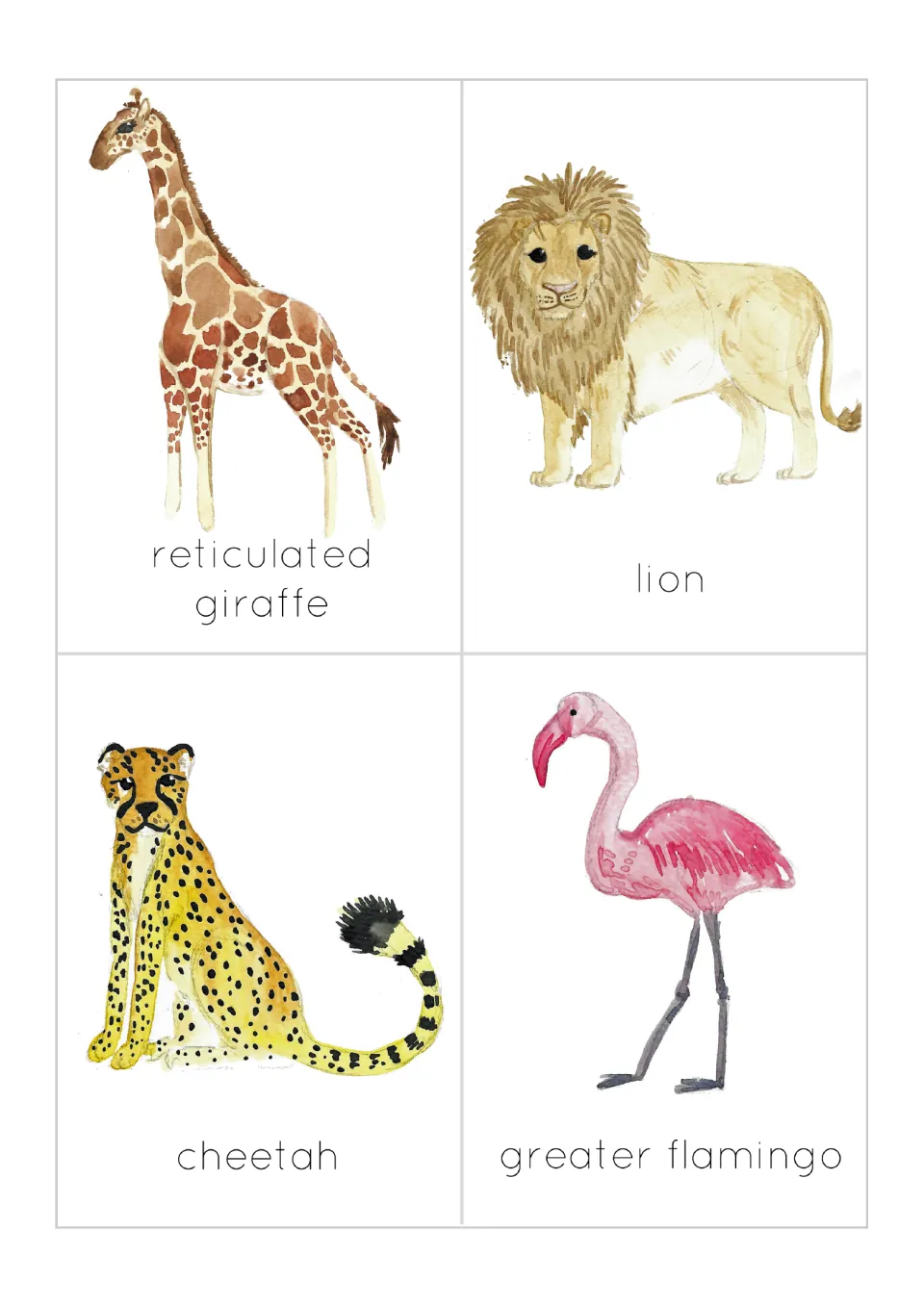 Flashcards 9–12: reticulated giraffe, lion, cheetah, and greater flamingo, each pictured and labeled.