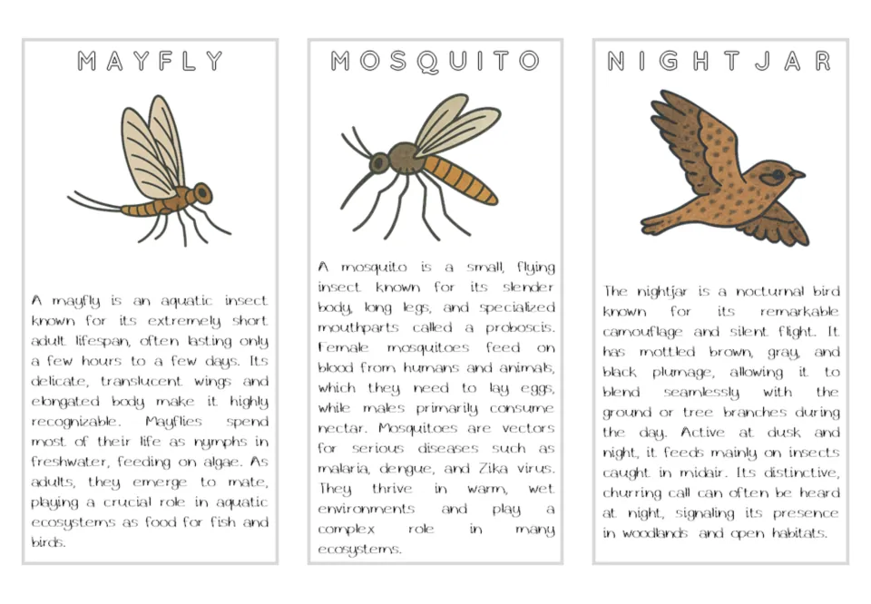 Air animal reading cards for mayfly, mosquito, and nightjar, with color illustrations and life history facts