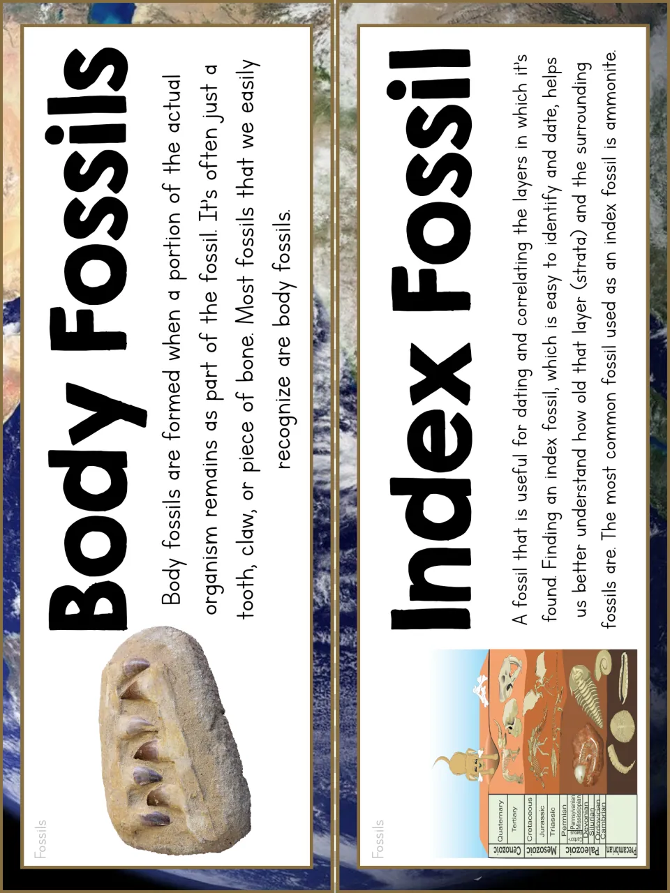 Vocabulary cards defining Body Fossils and Index Fossil, with a fossil jaw photo and a geologic time scale chart