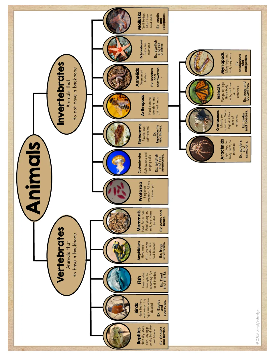 Animal classification poster dividing vertebrates and invertebrates, with arachnids grouped under arthropods