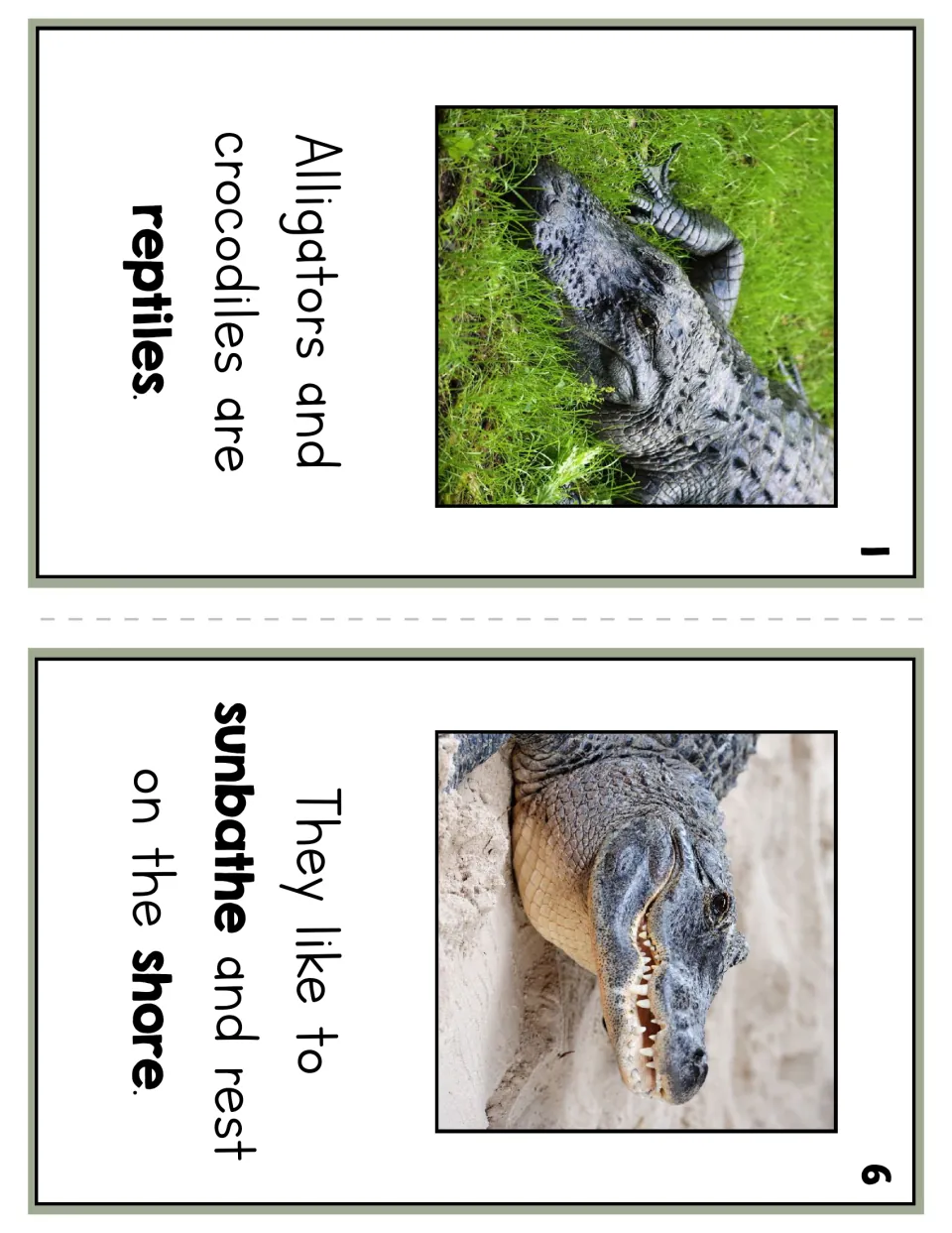 Reader pages 1 and 6 use photos to introduce alligators and crocodiles as reptiles that sunbathe on shore