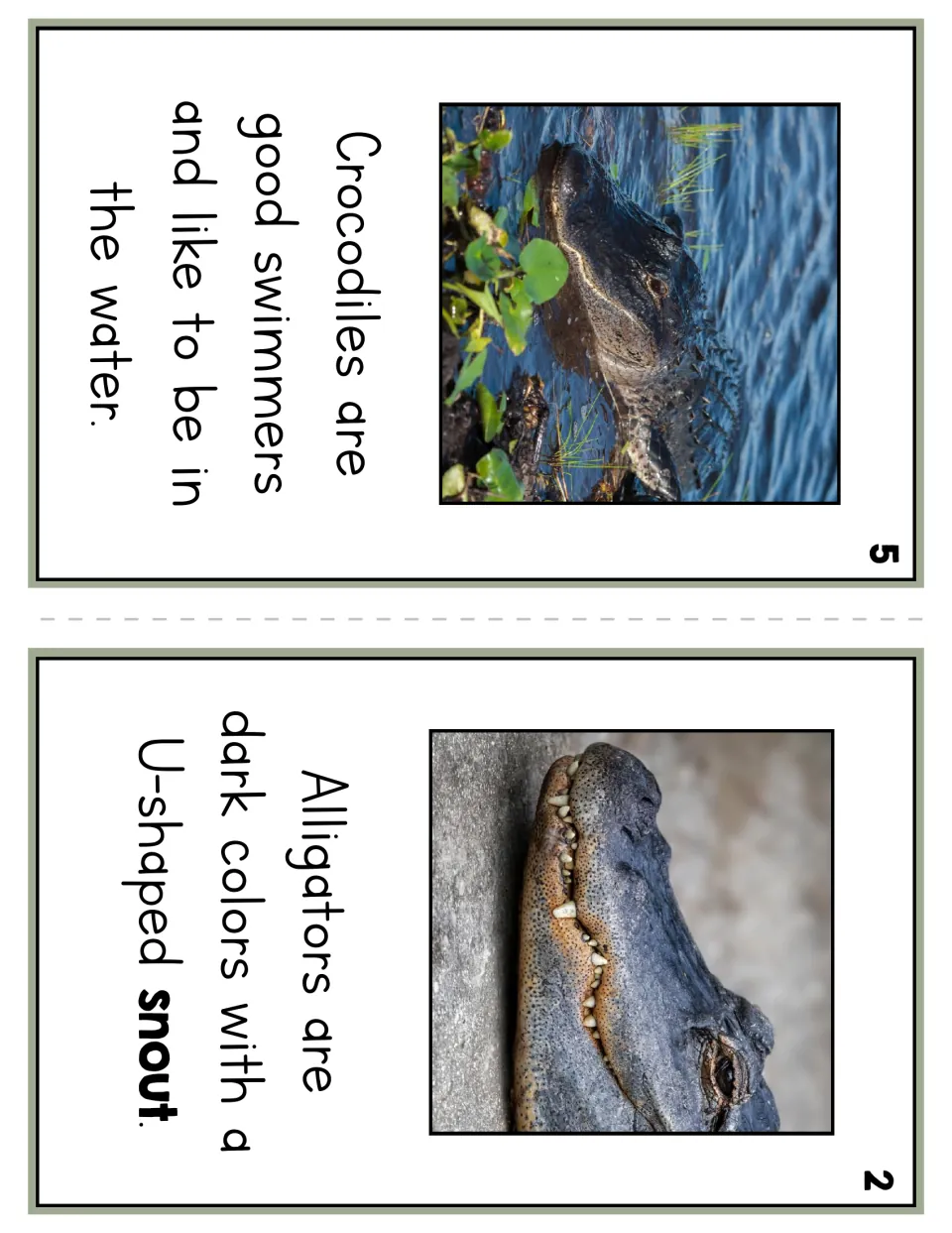 Reader pages 5 and 2 describe crocodiles as good swimmers and alligators as dark with a U-shaped snout