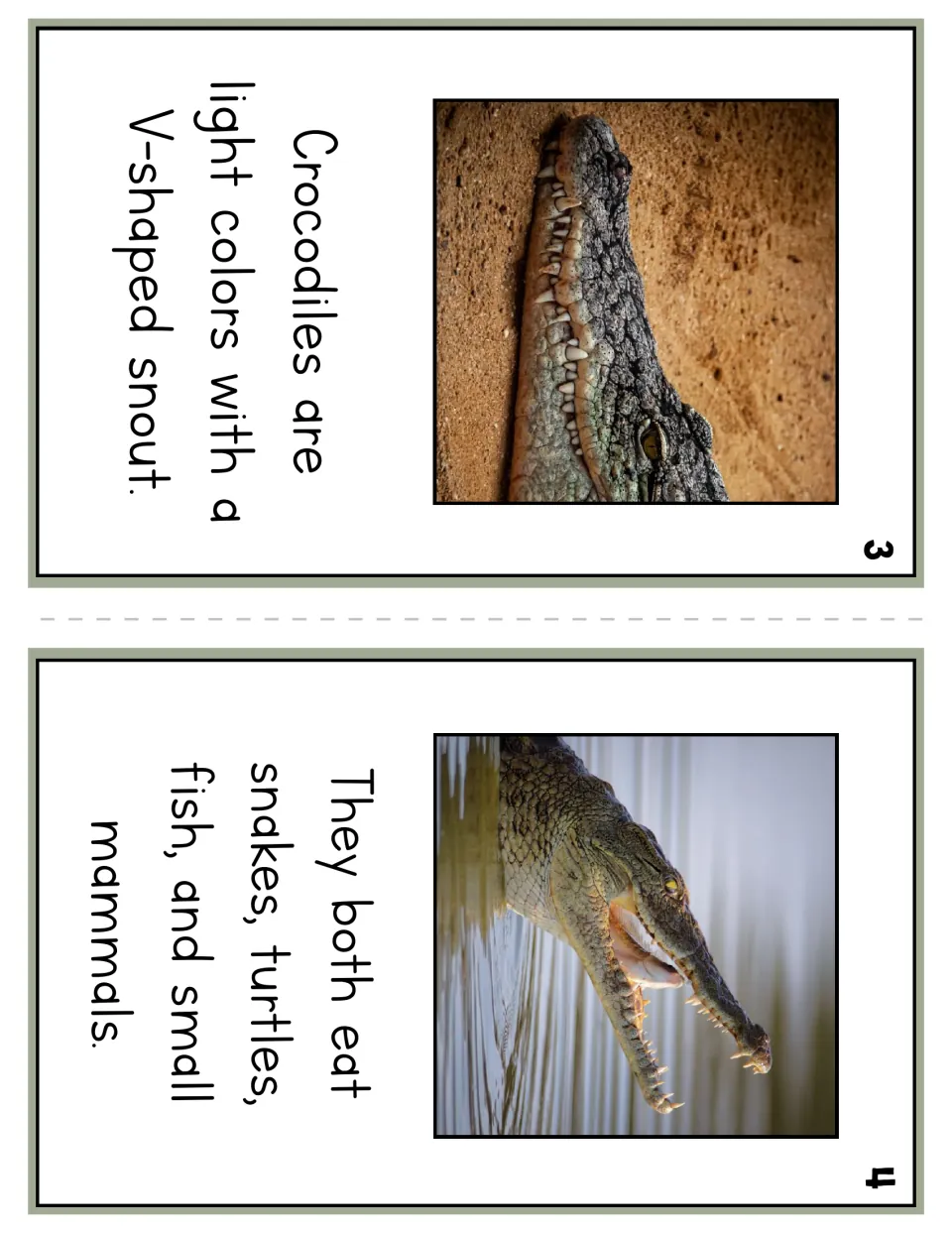 Reader pages 3 and 4 describe crocodiles' light colors and V-shaped snout, then list foods both reptiles eat