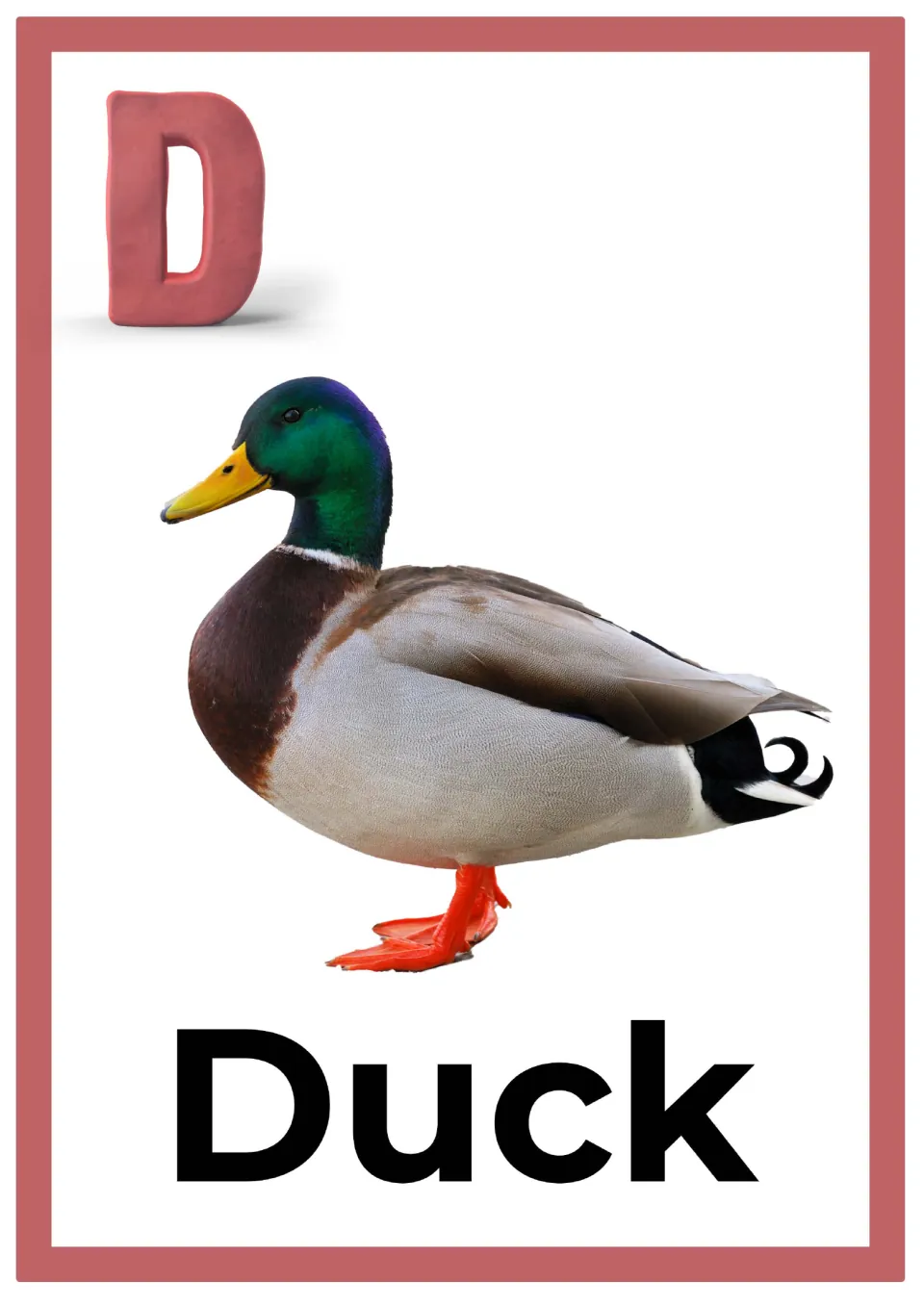 Letter D alphabet card: a pink clay capital D above a photo of a green-headed mallard duck, labeled with the word Duck