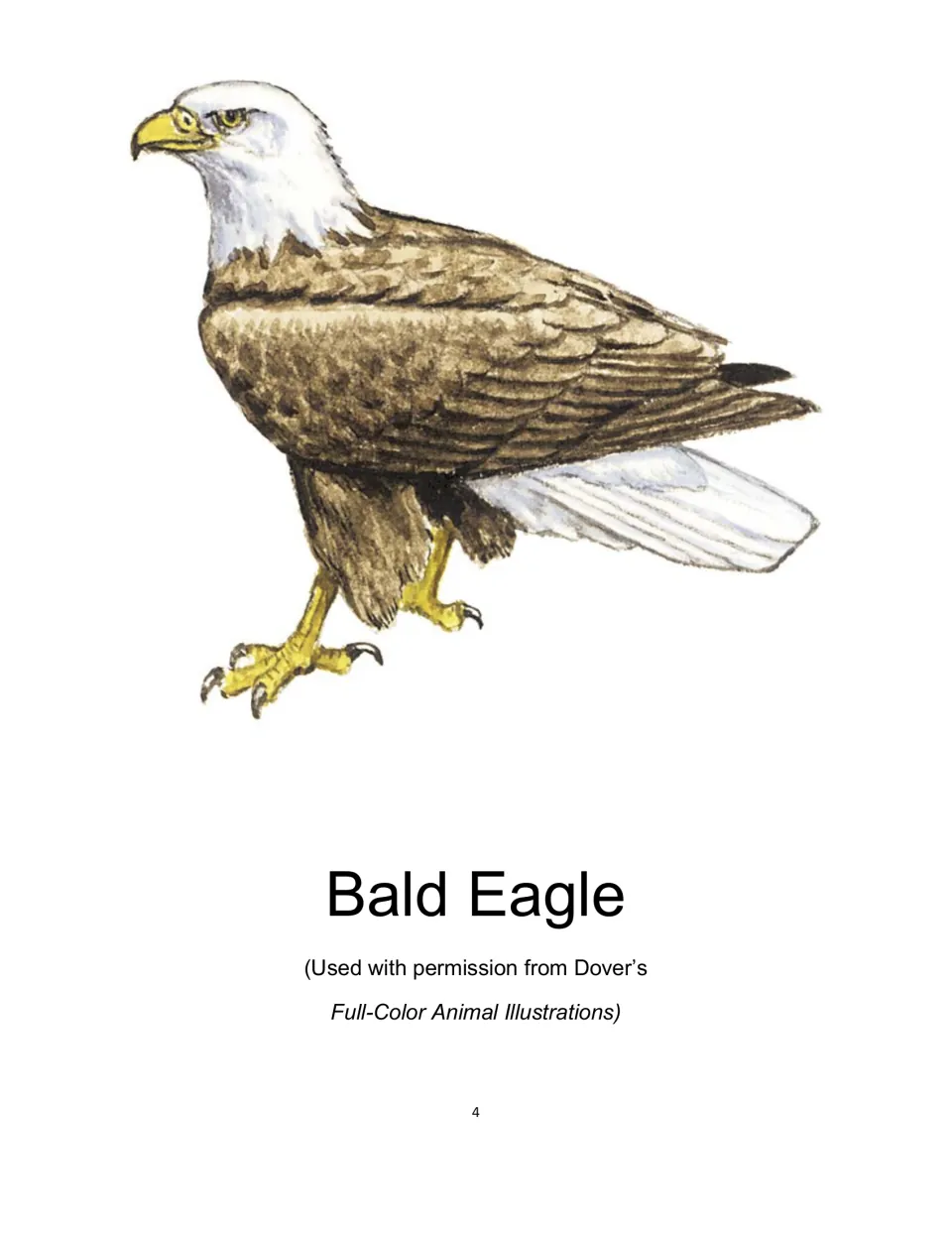 Bald Eagle: full-color illustration of a perched eagle with white head, brown body and yellow talons, labeled by name