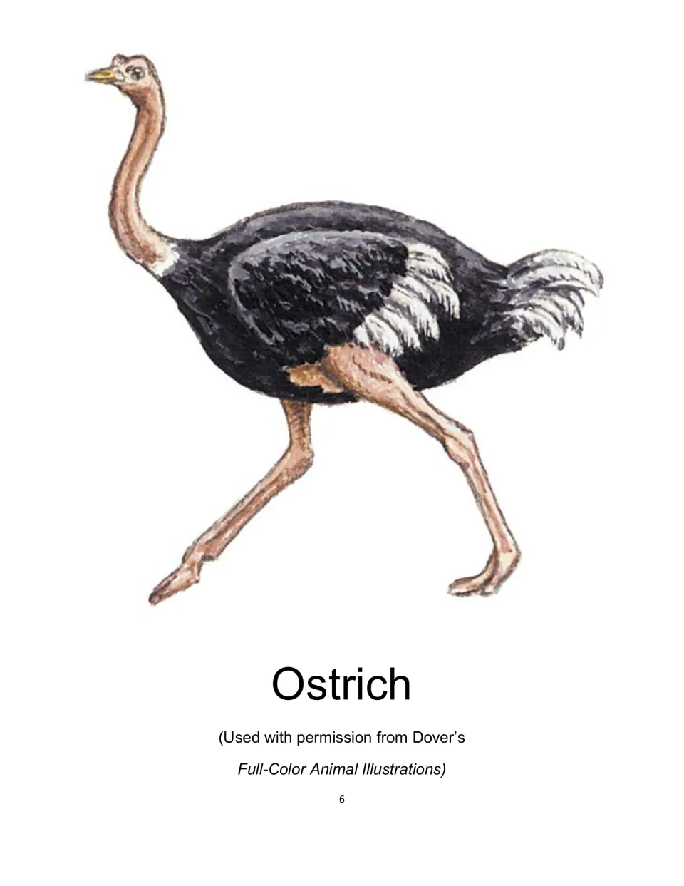 Ostrich: full-color illustration of a running ostrich with black body feathers, white wing plumes and long pink legs