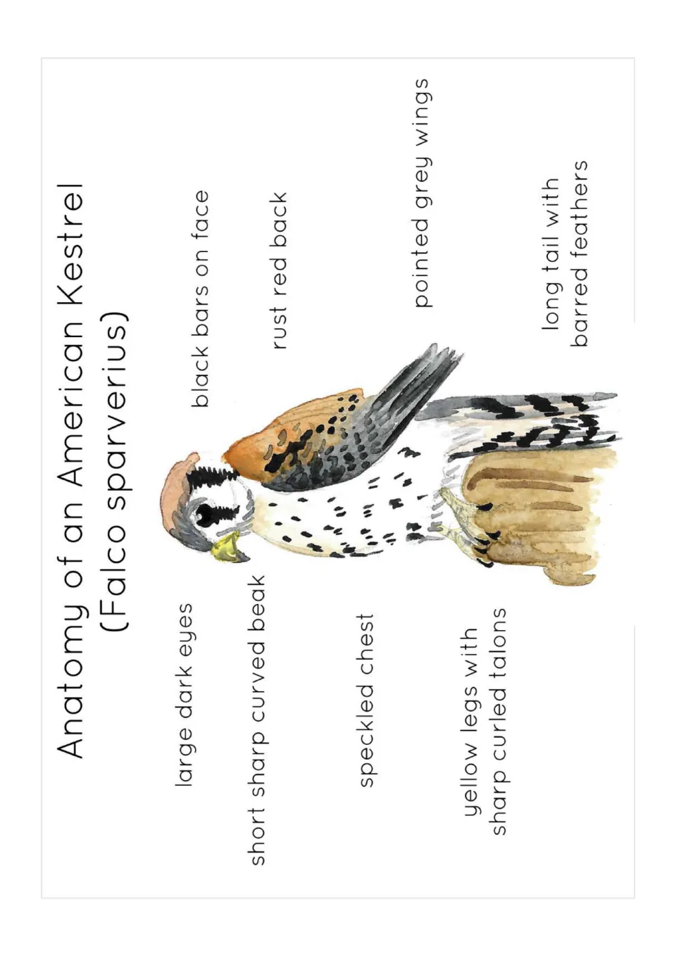 Anatomy poster of an American kestrel labeling its black facial bars, rust-red back, wings, chest and talons.