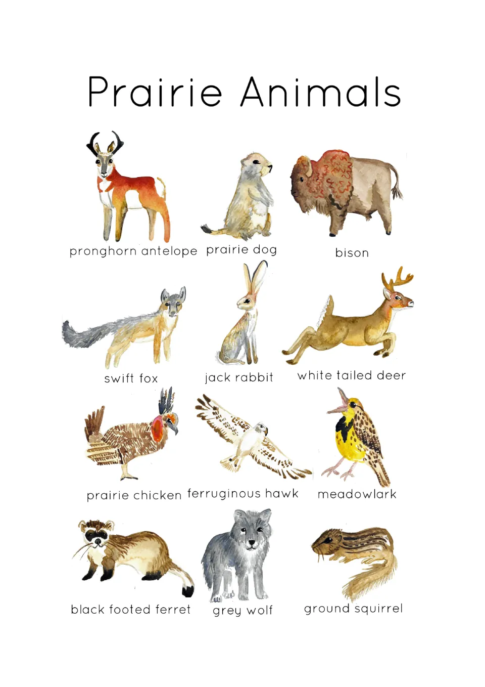 Overview of the 12 prairie animal flashcards, with labeled pictures of bison, prairie dog, swift fox and more