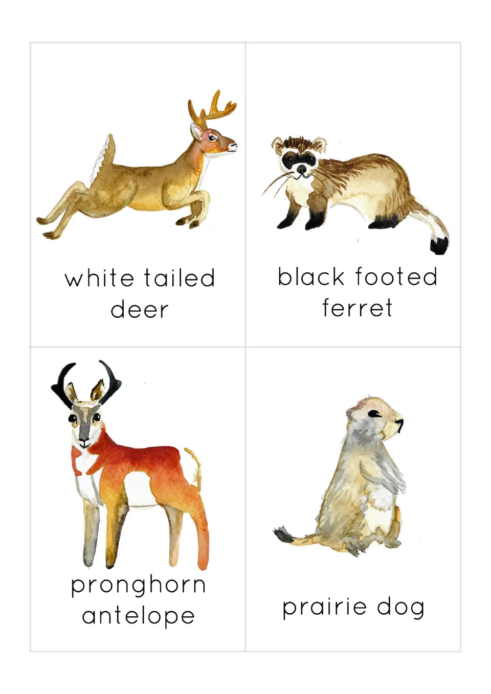 Prairie animal flashcards 9–12: white-tailed deer, black-footed ferret, pronghorn antelope and prairie dog