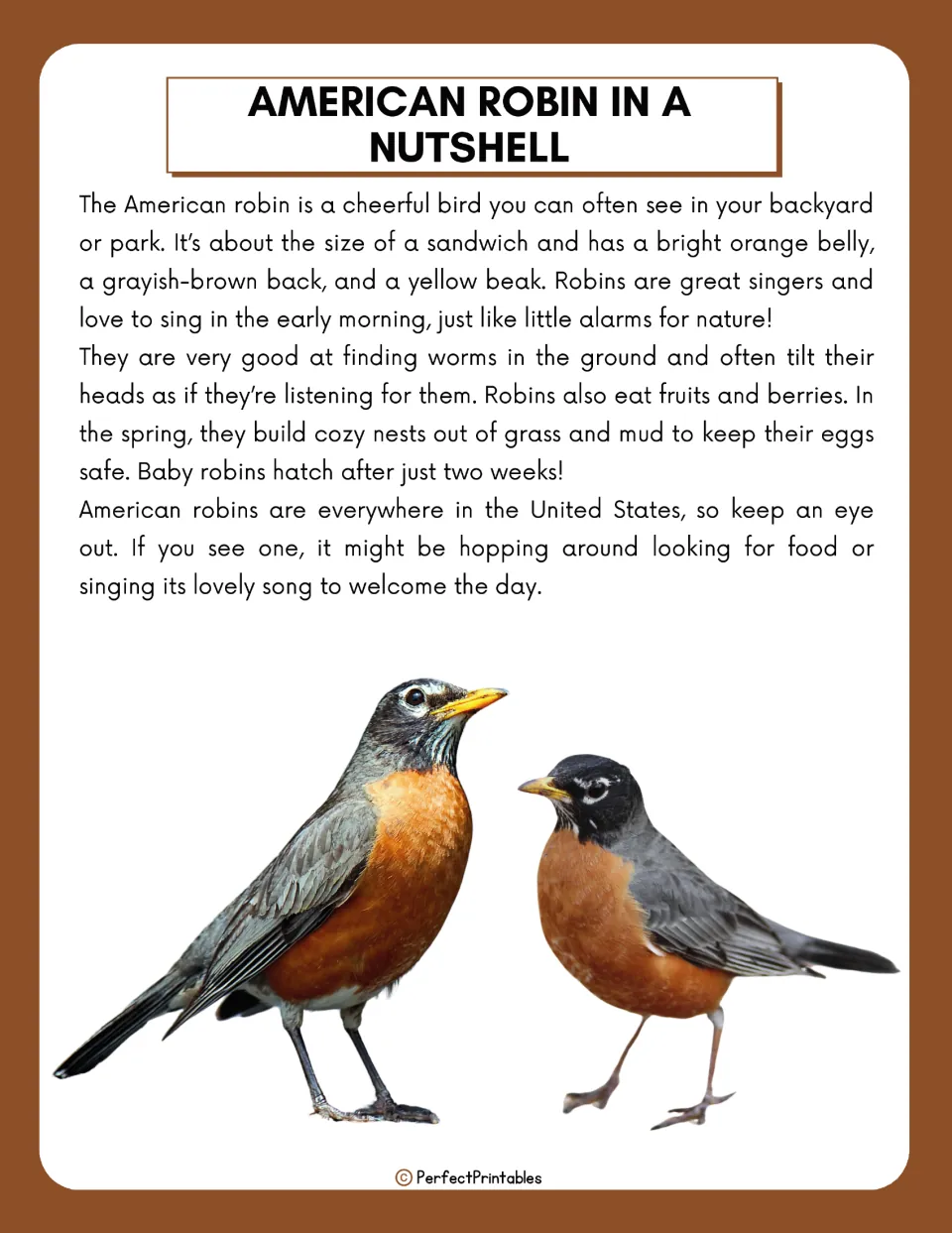 American Robin in a Nutshell: short reading on the robin's orange belly, morning songs, worm hunting, nests and eggs
