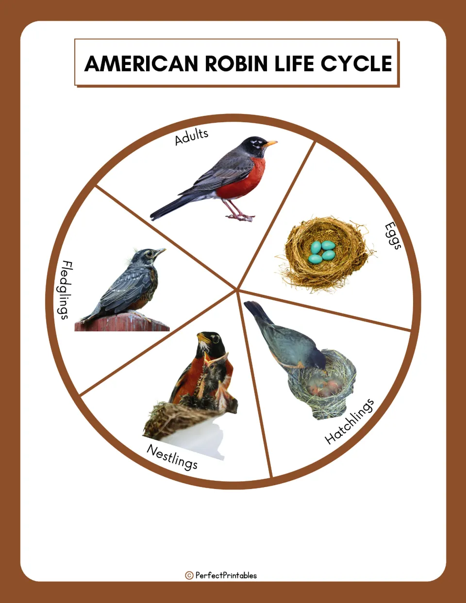 Robin life cycle wheel with photos of each stage: eggs, hatchlings, nestlings, fledglings and adults in clockwise order