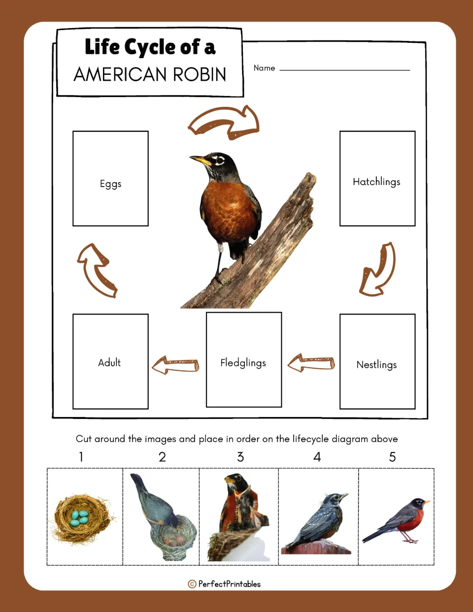 Life Cycle of an American Robin sequencing: students cut out five stage photos and glue each on the labeled arrow diagram