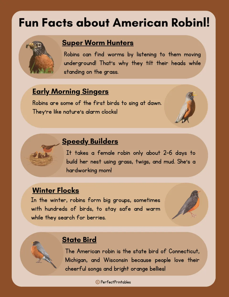 Fun facts about robins: worm hunting by sound, singing at dawn, quick nest building, winter flocks and state bird status