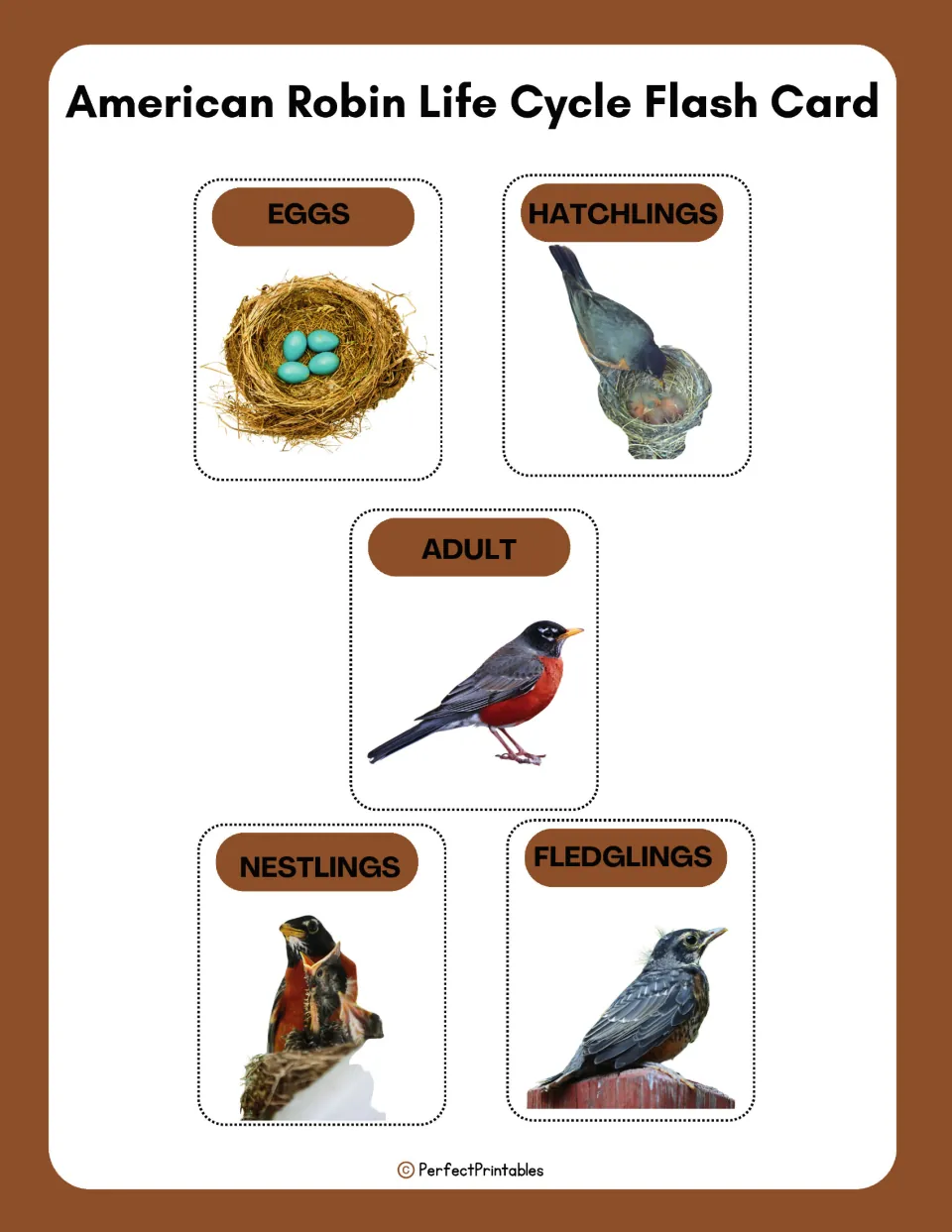 Robin life cycle flash cards: five photo cards labeled eggs, hatchlings, adult, nestlings and fledglings for stage review